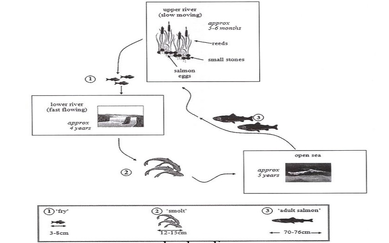 shows the life cycle of a species of a large fish called the salmon
