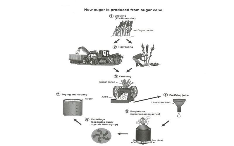 Sugar from Sugarcane IELTS Writing Academic Task 1